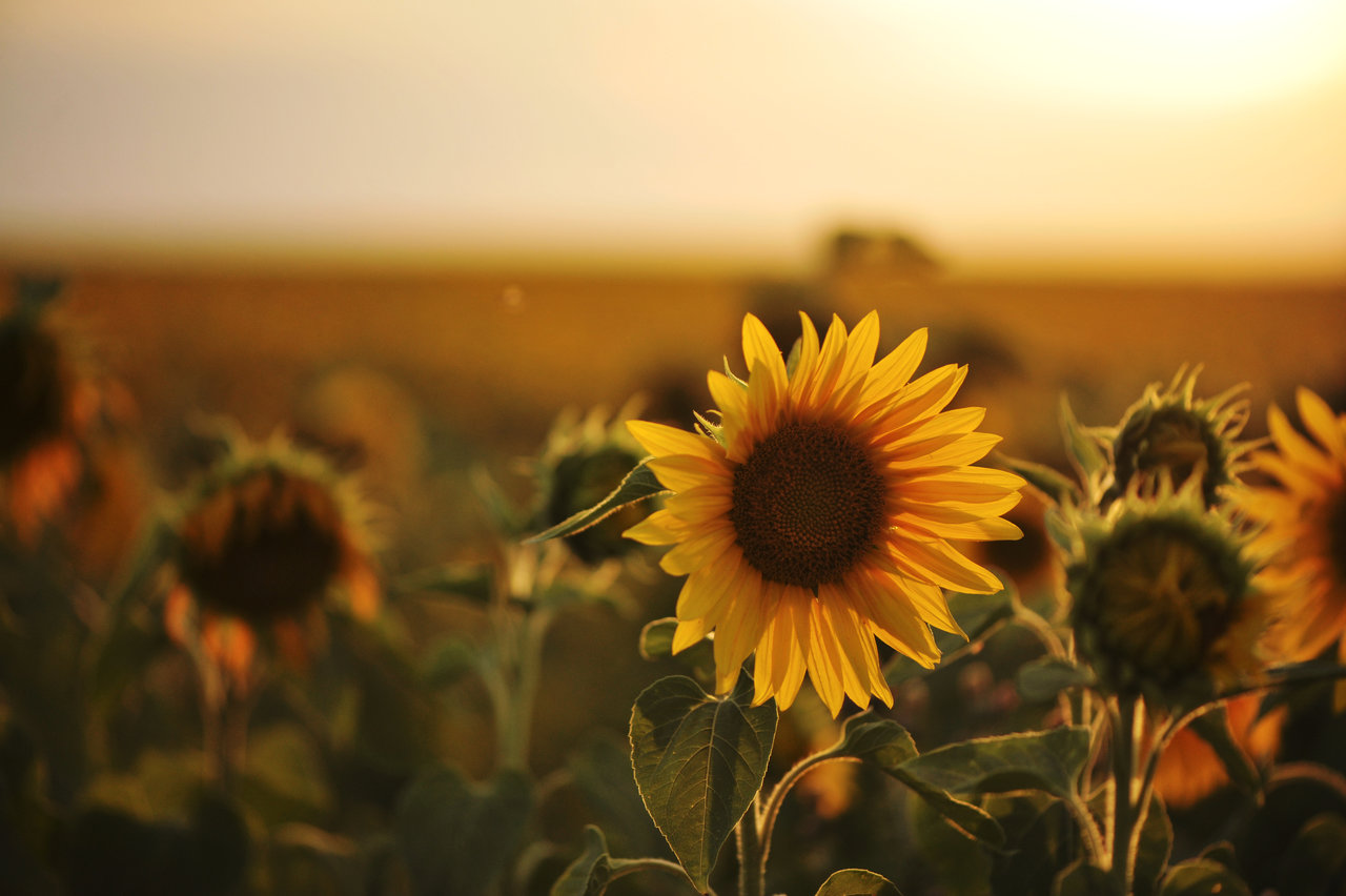 sunflower_and_sunset_by_pohlmannmark-d6gsr2e