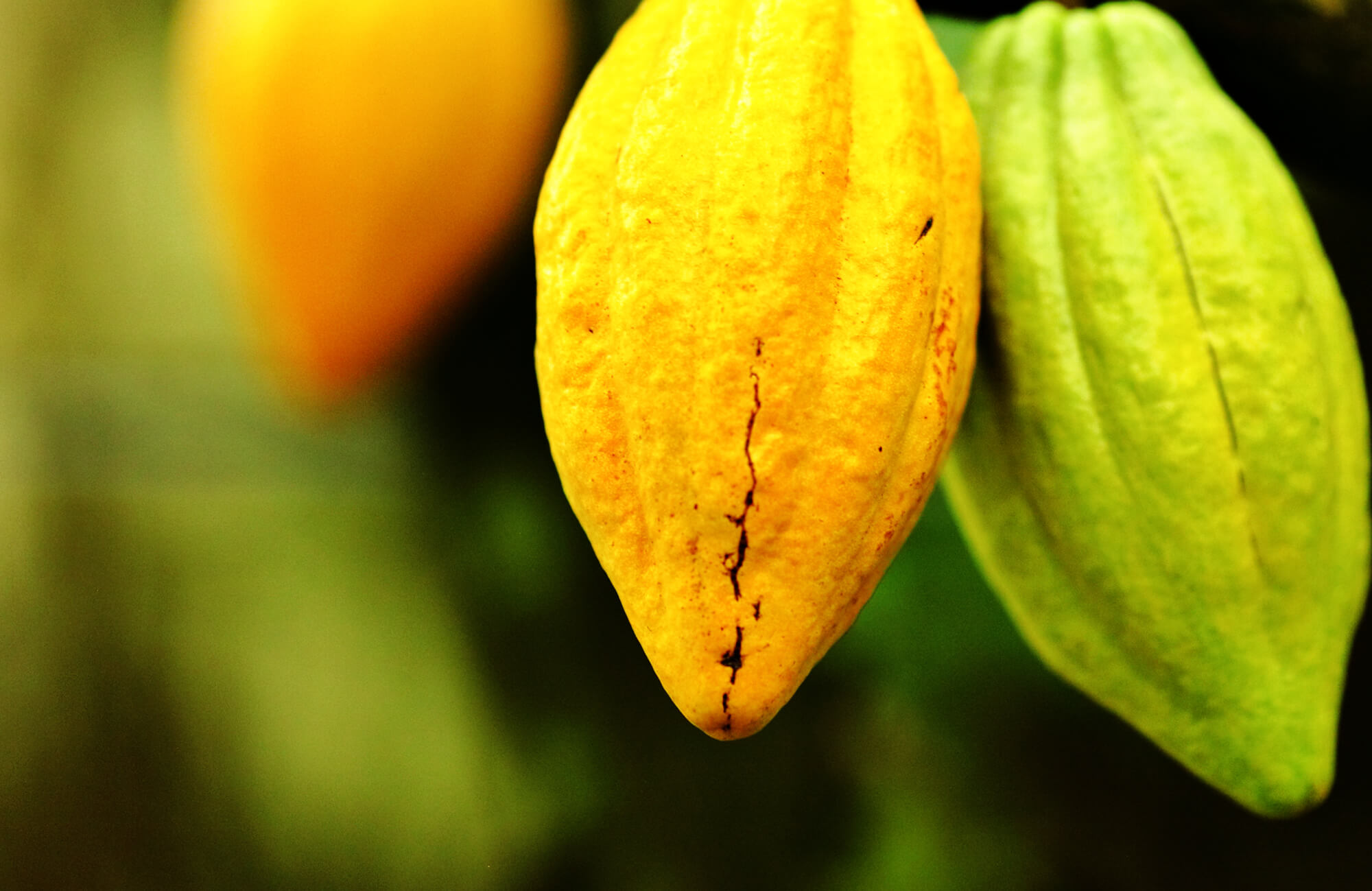 Cacao seed (Theobroma) Aeolis Skin Care