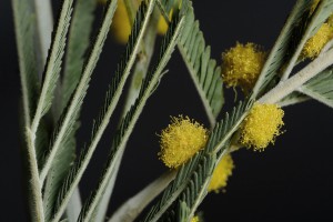 Mimosa tenuiflora