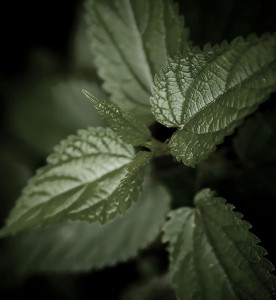 Nettle extract (Urtica Dioica