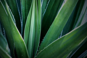Organic aloe vera