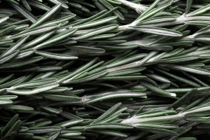 Rosemary leaf extract