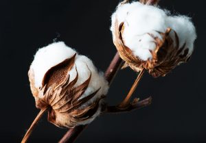 Cotton extract
