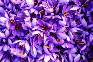 an image of saffron flower