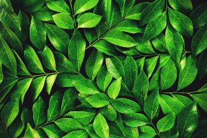 green tea ingredient in aeolis products