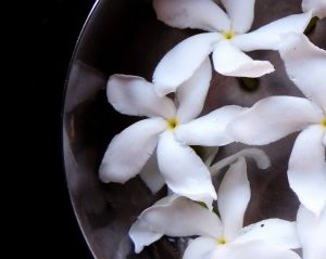 an image of jasmines