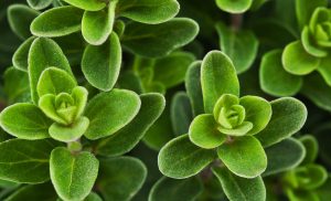 Marjoram ingredient aeolis