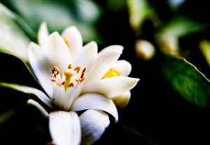 Neroli extract