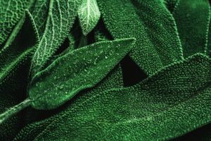 Organic sage ingredient