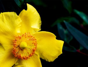 st john's wort in aeolis products